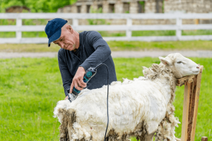 évolution du Guide de l'INAO : certification de la laine biologique