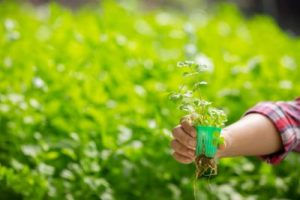 semences biologiques